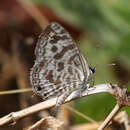 Image of Leptotes plinius plinius