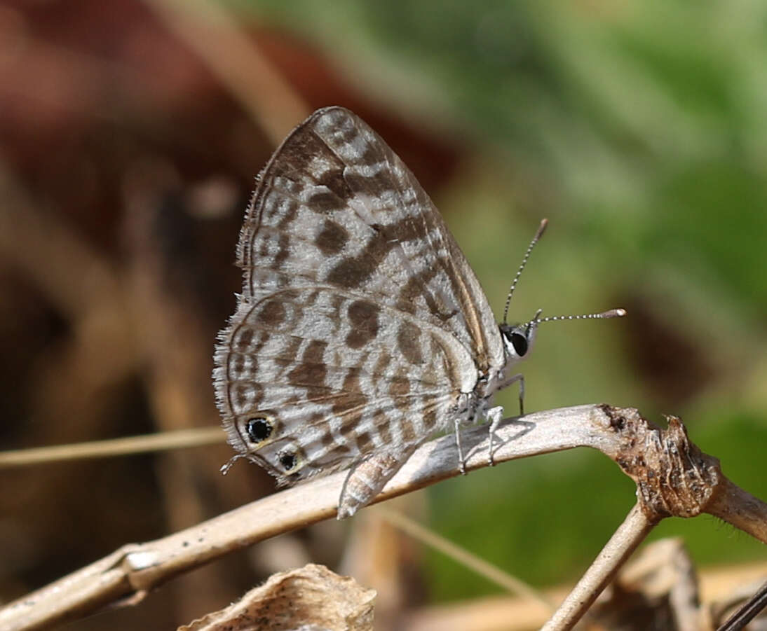 Image of Leptotes plinius