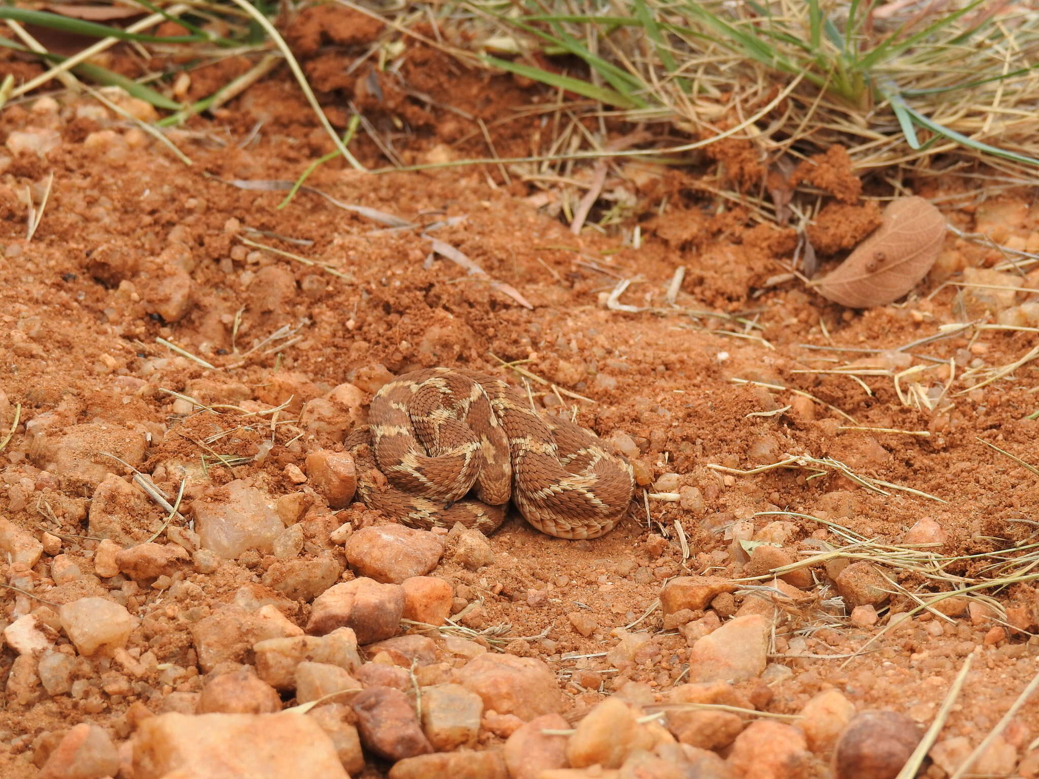 صورة Echis carinatus carinatus (Schneider 1801)