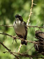 Image of sparrow-weaver