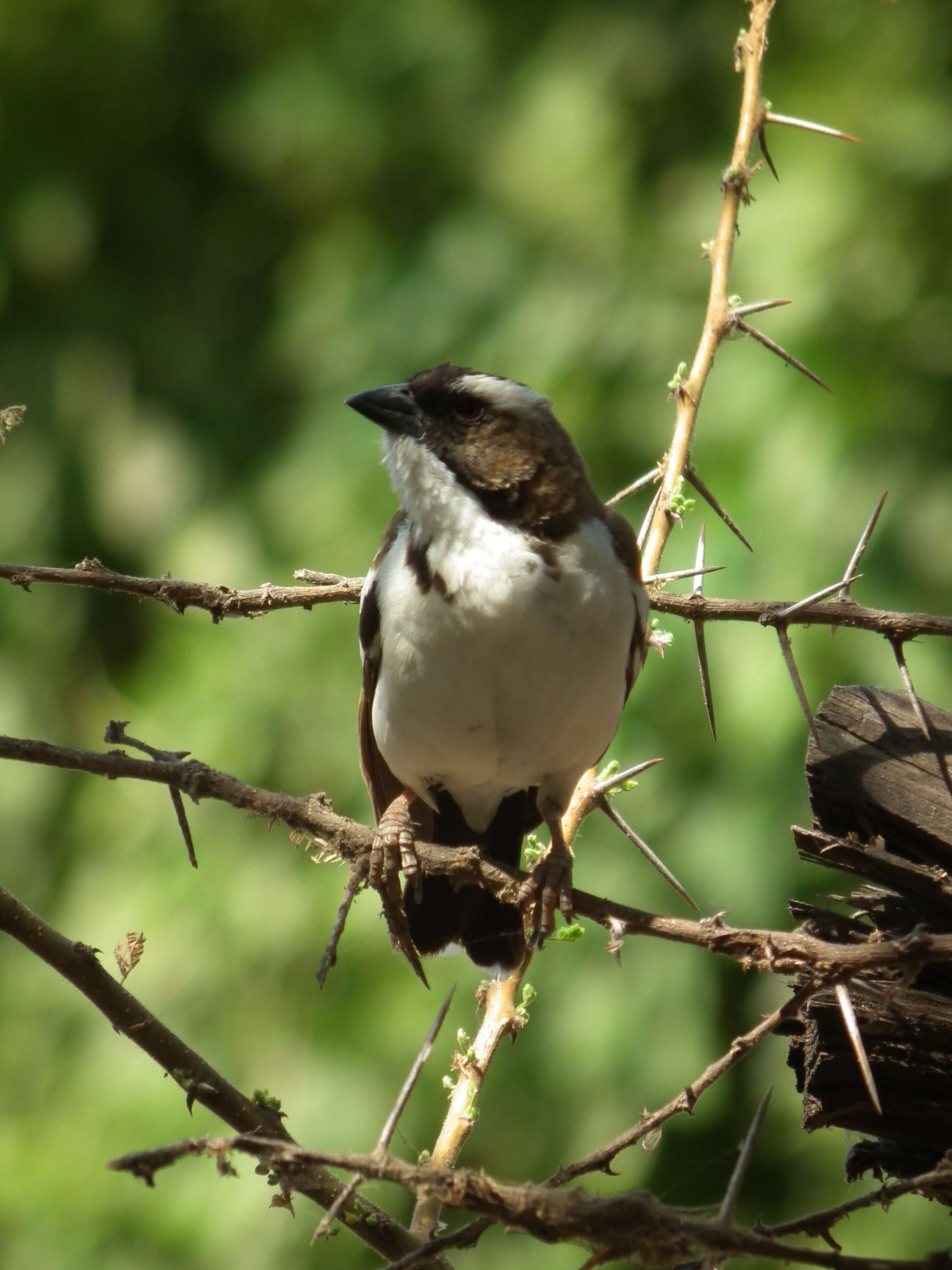 Image of sparrow-weaver