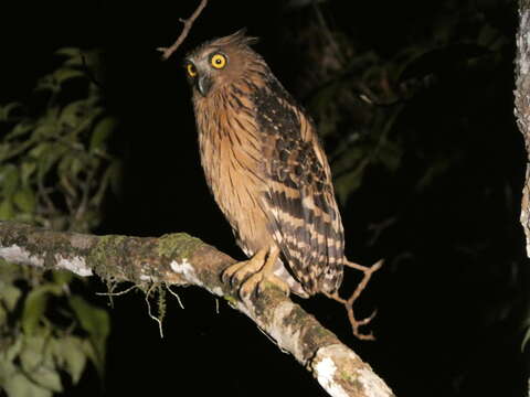 Image of Buffy Fish Owl