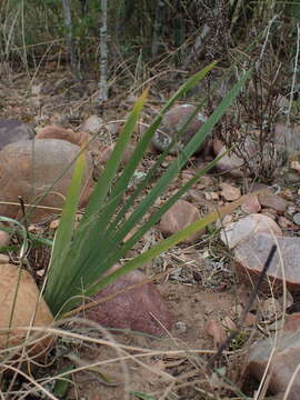 Image of common freesia