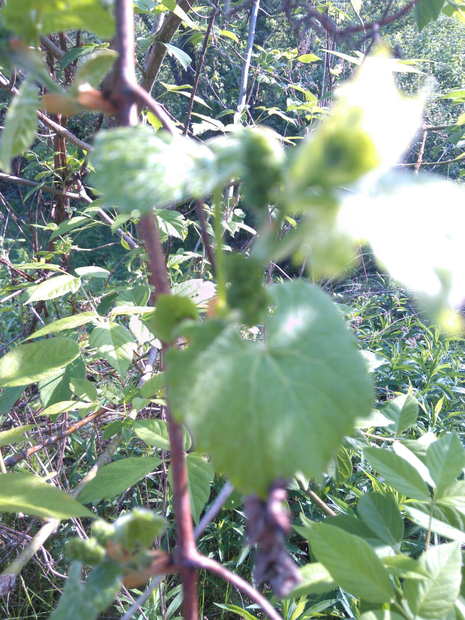 Image of River-Bank Grape