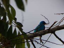 Image of Turquoise Cotinga