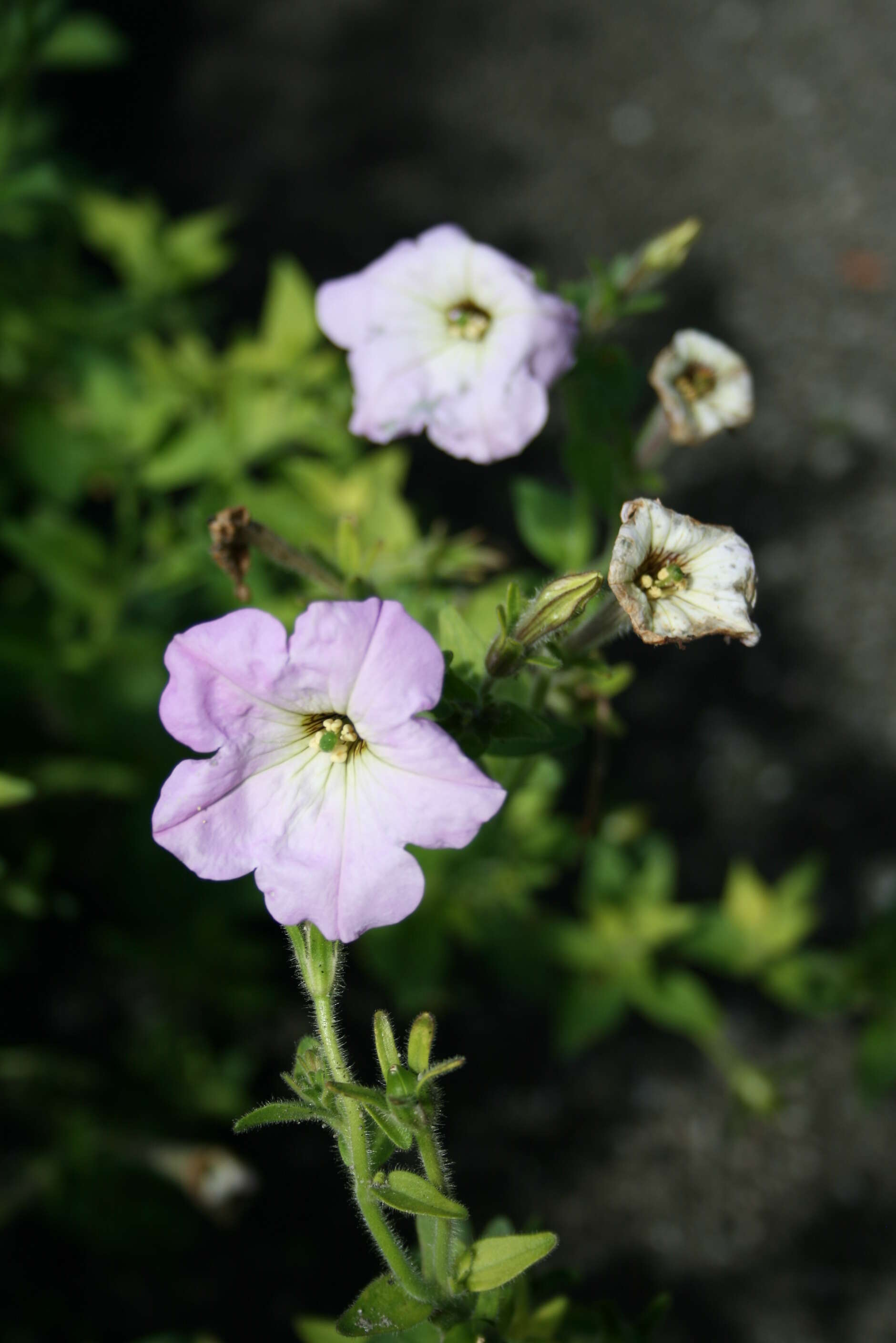 صورة Petunia axillaris (Lam.) Britton