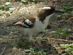 Image of sparrow-weaver