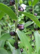 Image of Tiger lily