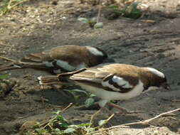 Image of sparrow-weaver