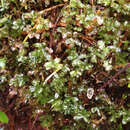 Image of rhizomnium moss