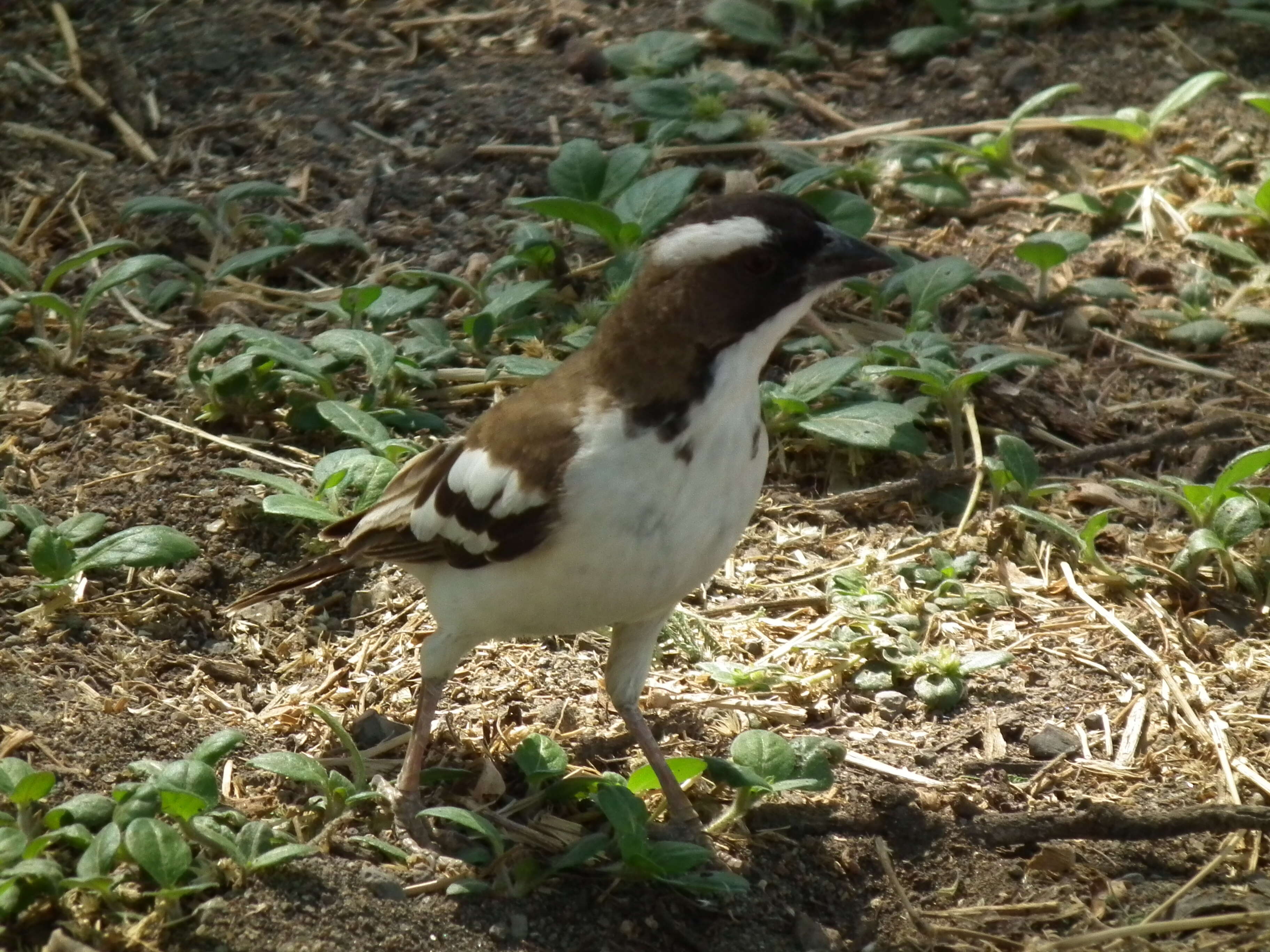 Image of sparrow-weaver