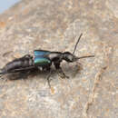 Philonthus (Philonthus) caeruleipennis (Mannerheim 1830) resmi