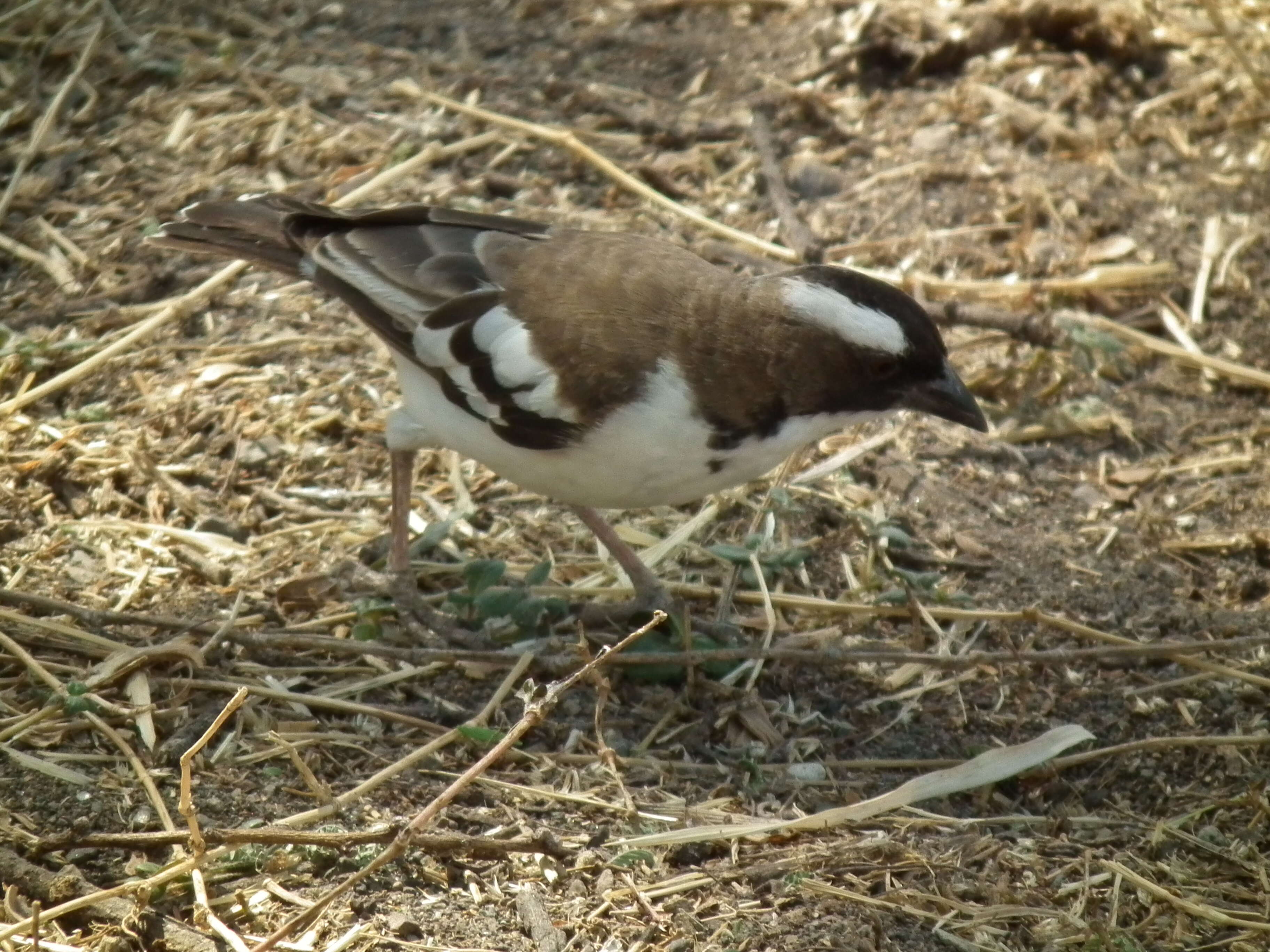 Image of sparrow-weaver