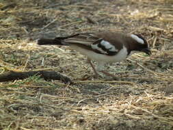 Image of sparrow-weaver