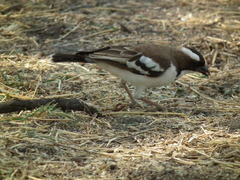 Image of sparrow-weaver