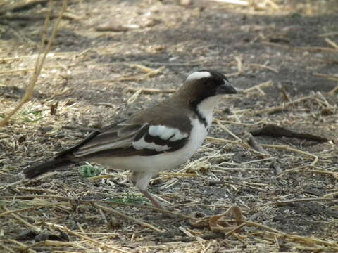 Image of sparrow-weaver