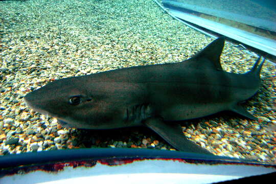 Image of Banded Houndshark