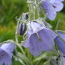 Image de Campanula alpina Jacq.