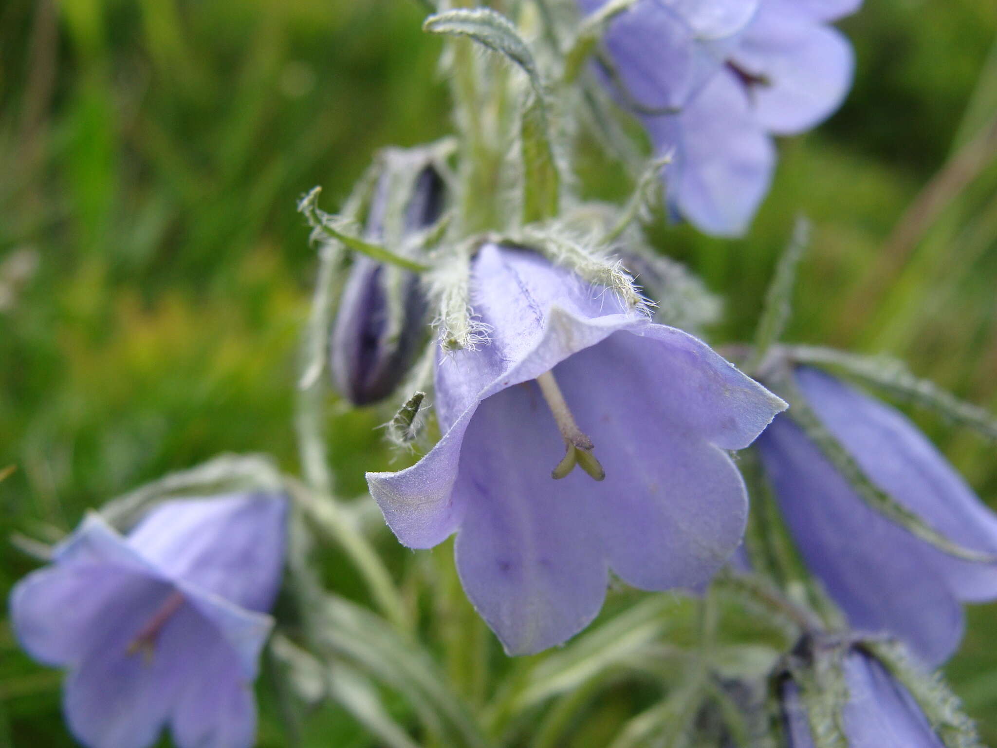 Image of Alpine Bellflower