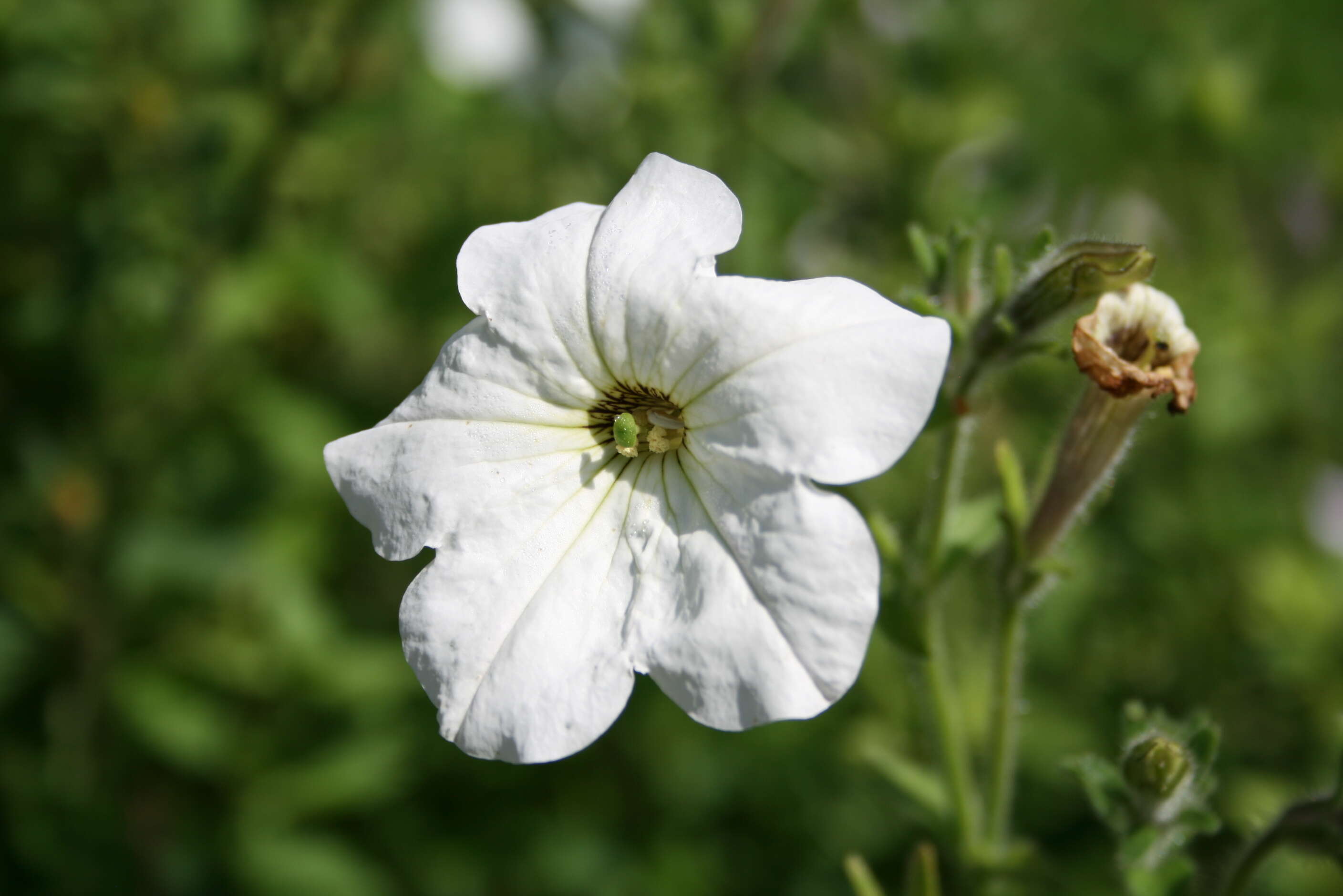 صورة Petunia axillaris (Lam.) Britton