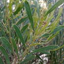 Image of Acacia uncifolia (J. M. Black) O'Leary