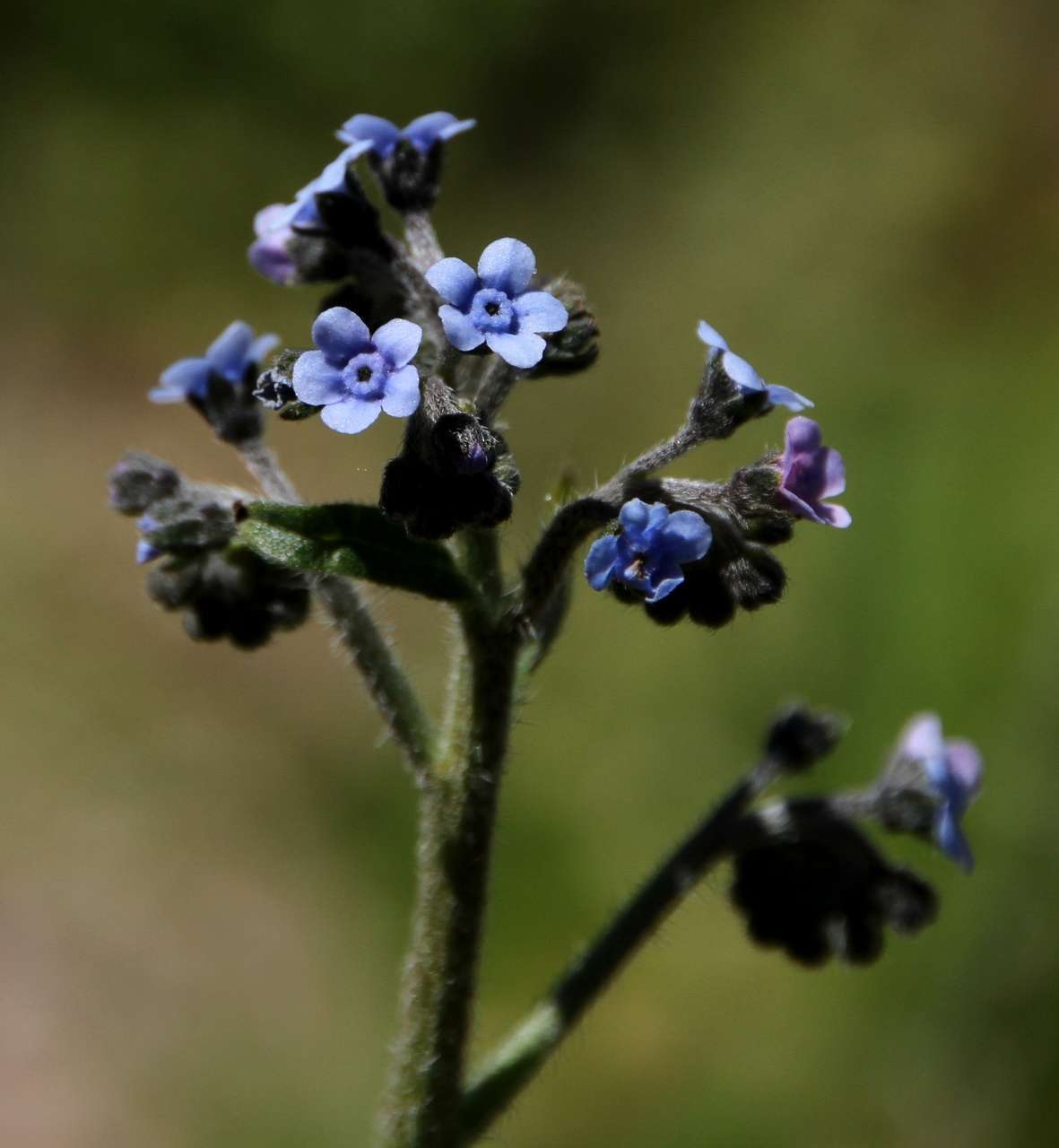 Cynoglossum australe R. Br.的圖片