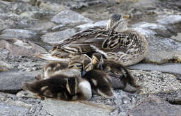 Image of Common Mallard