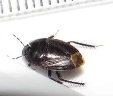 Image of <i>Macroscytus brunneus</i>