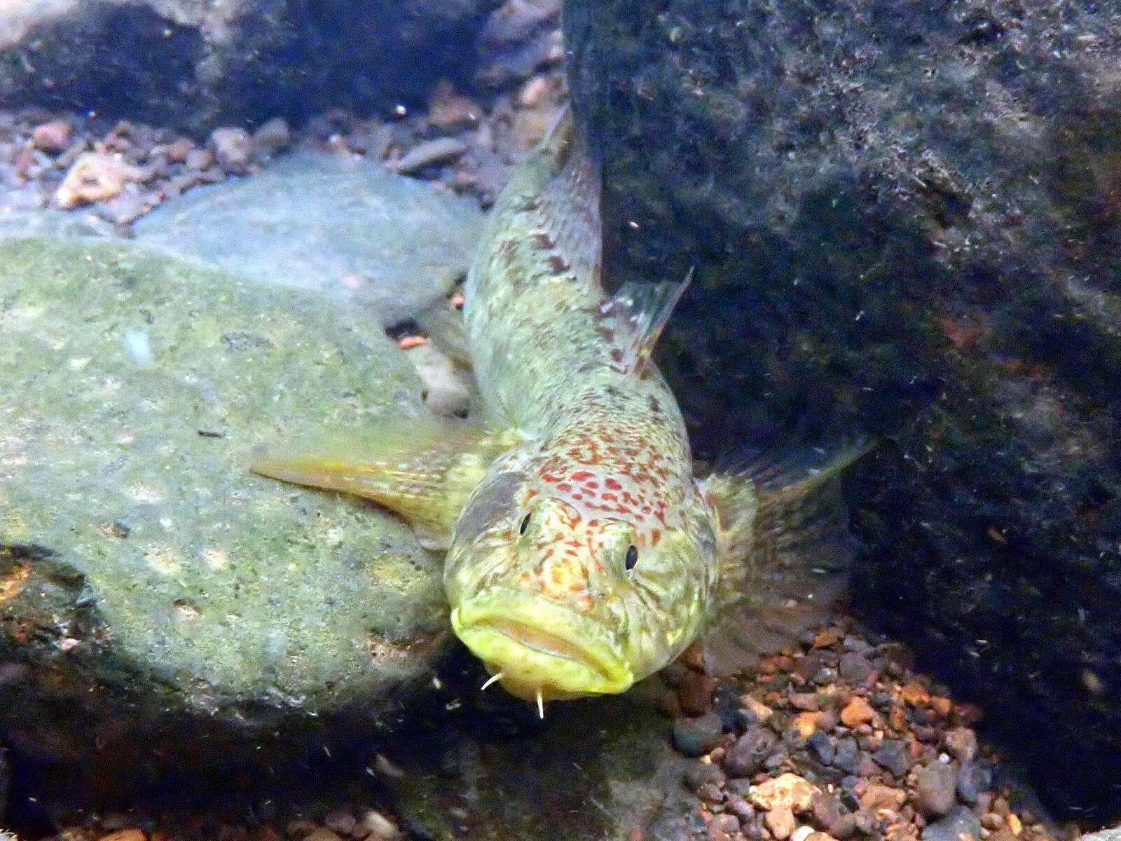 Nematogobius maindroni (Sauvage 1880) resmi