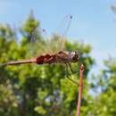 Image of Common Glider