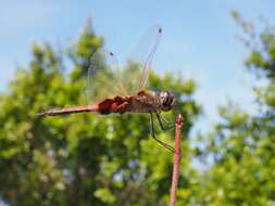 Image of Common Glider