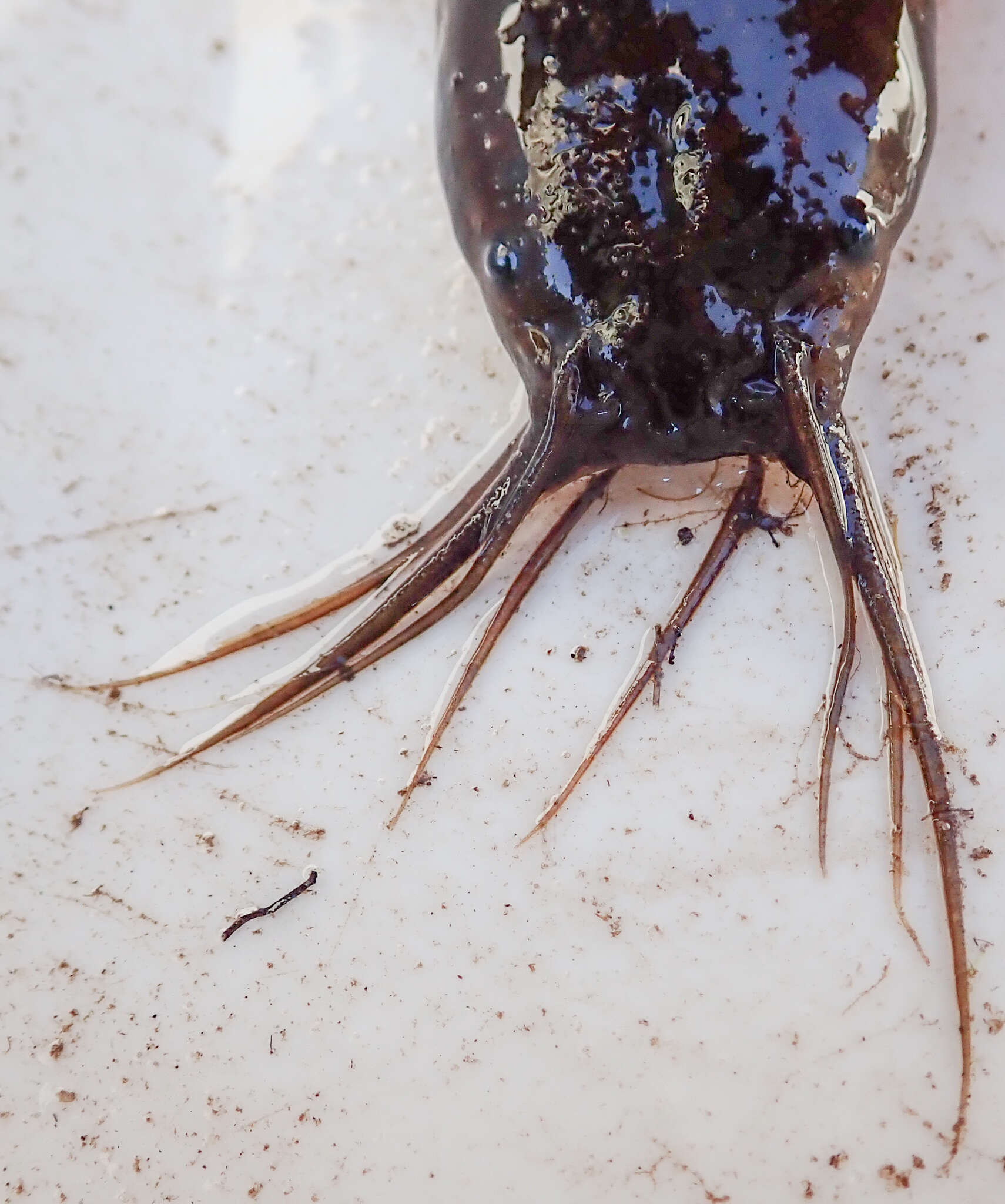 Image of Snake catfish