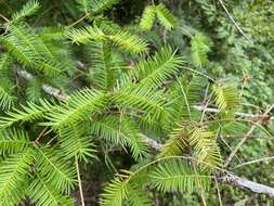 Image of Florida Nutmeg Tree