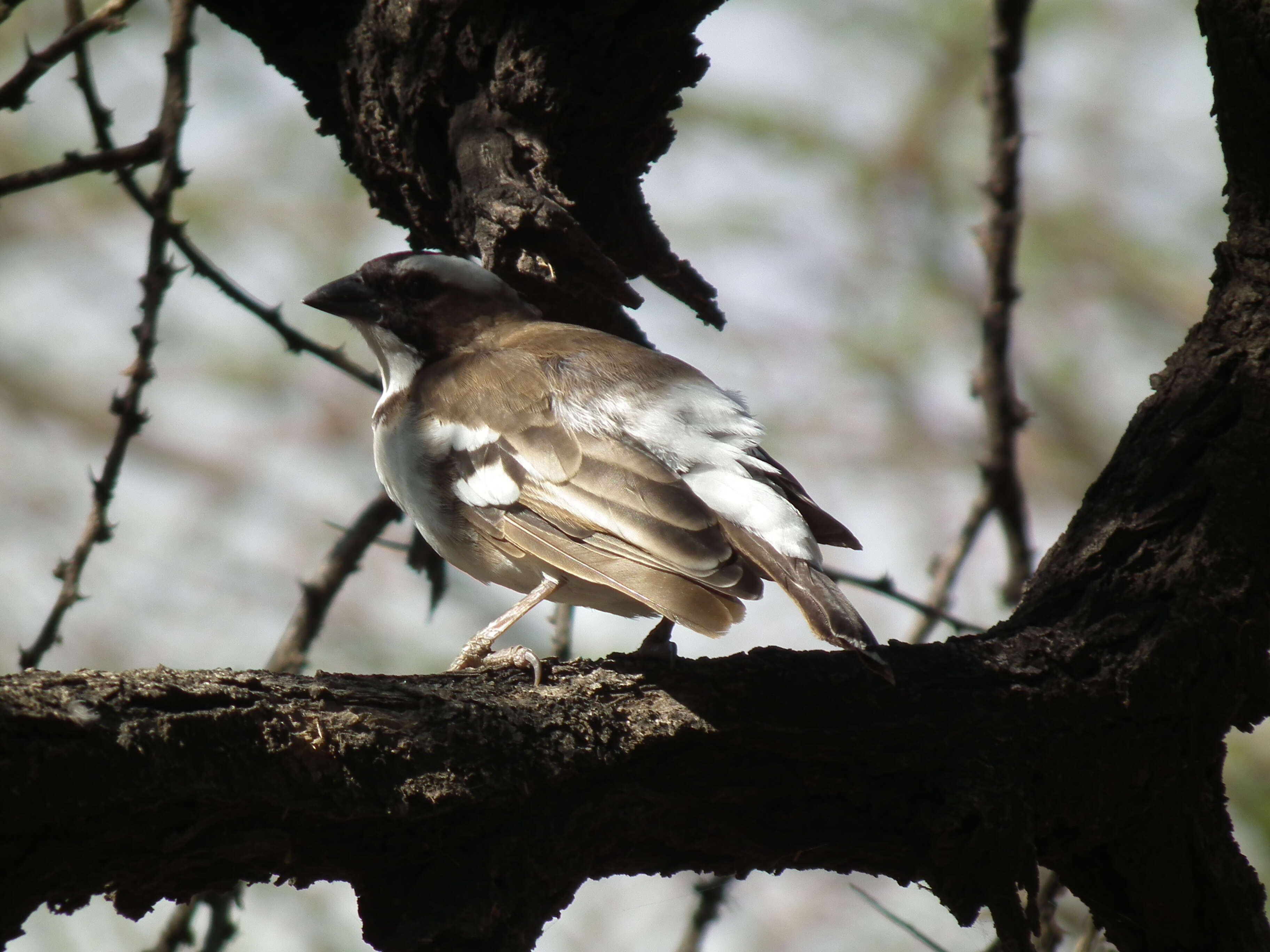 Image of sparrow-weaver