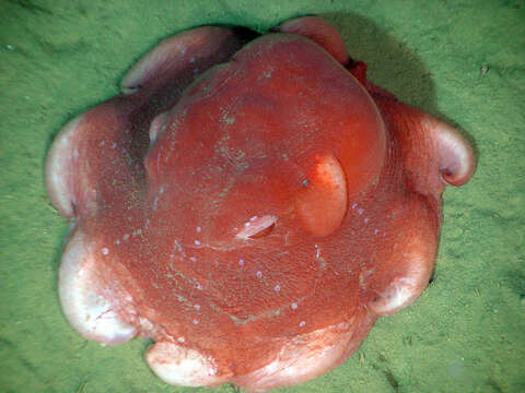 Image of Flapjack octopus