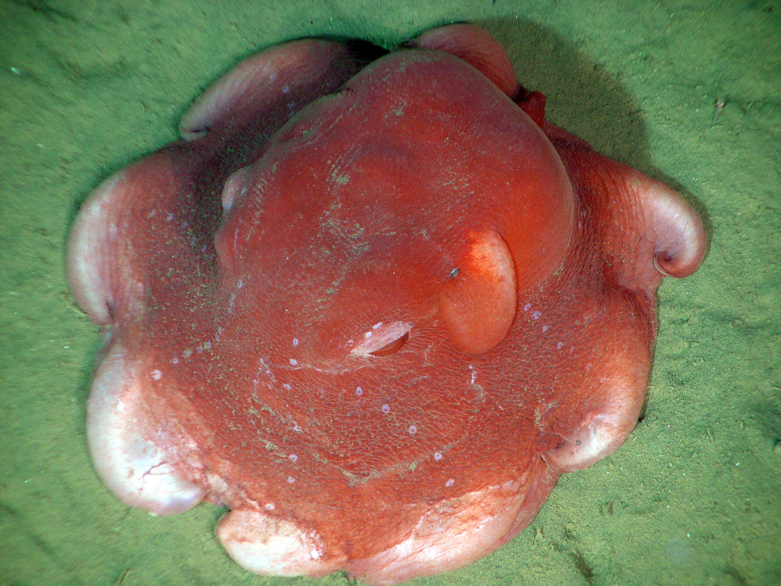 Image of Flapjack octopus