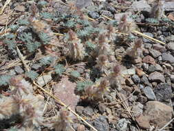 Image of downy prairie clover