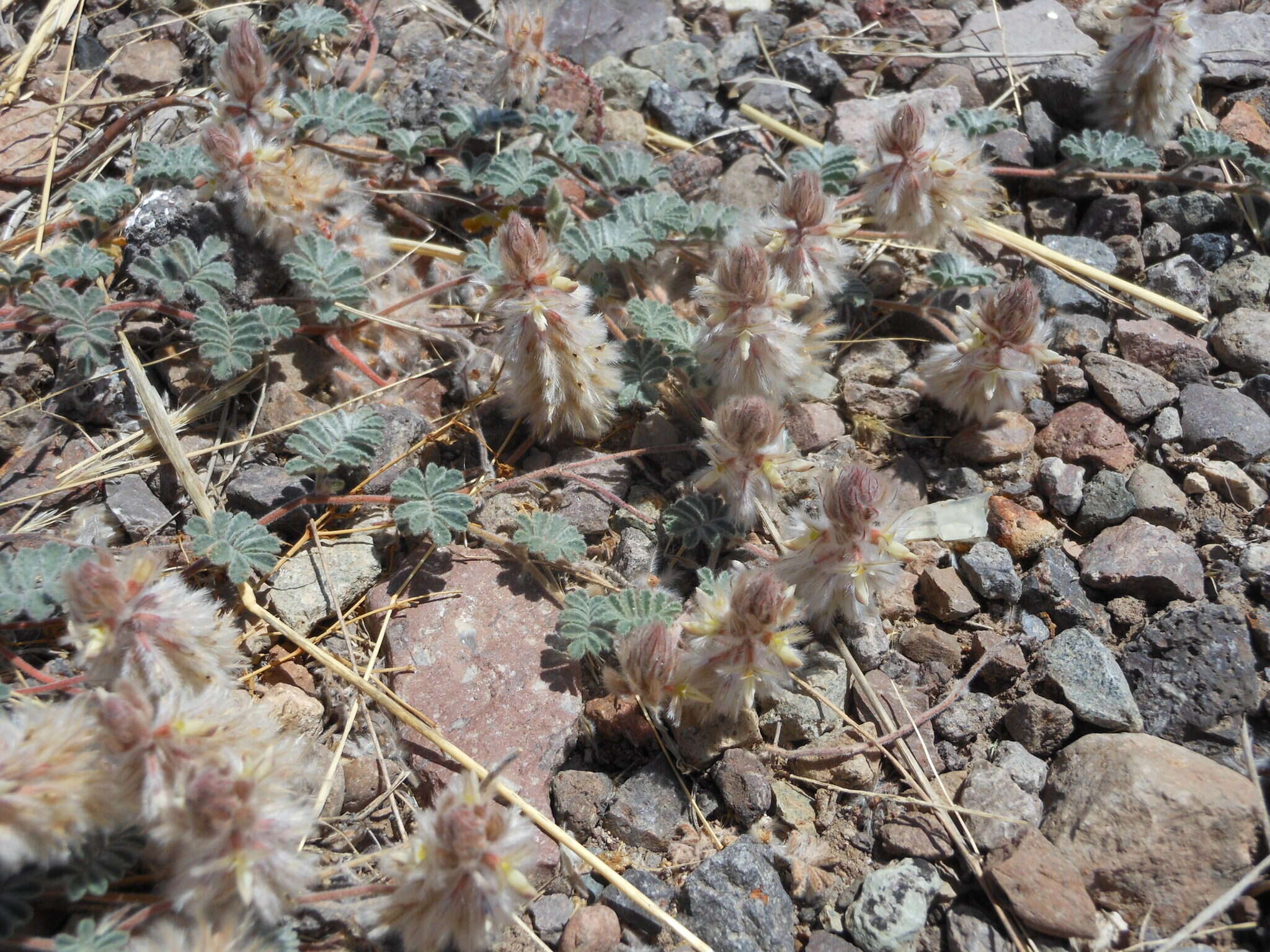 Image of downy prairie clover