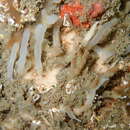 Image de Oceanapia isodictyiformis (Carter 1882)