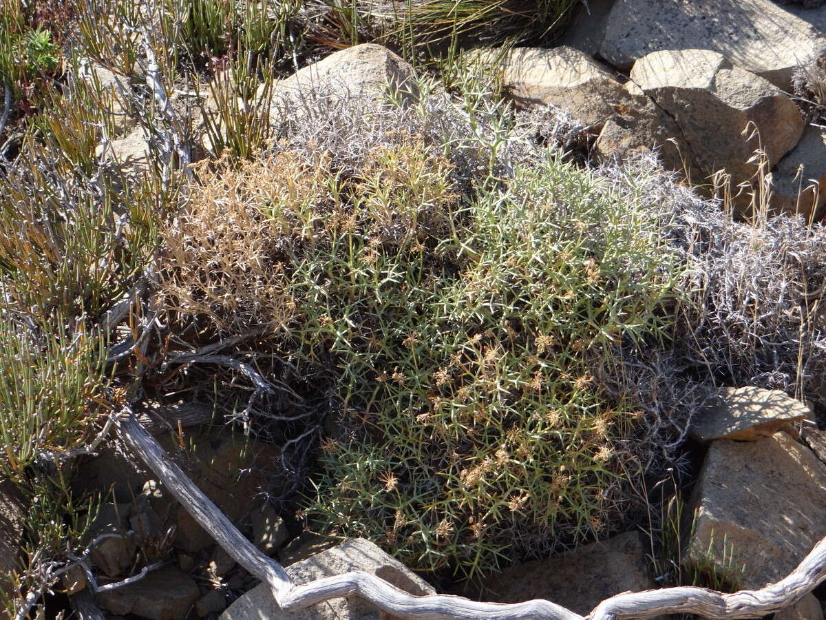 Imagem de Azorella prolifera (Cav.) G. M. Plunkett & A. N. Nicolas