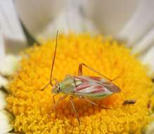 Image of Calocoris roseomaculatus (De Geer 1773)