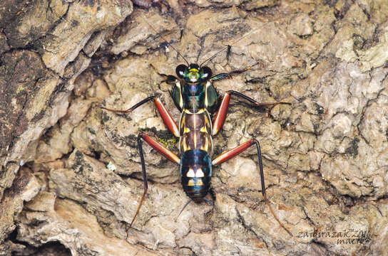 Image of Iridescent bark mantis