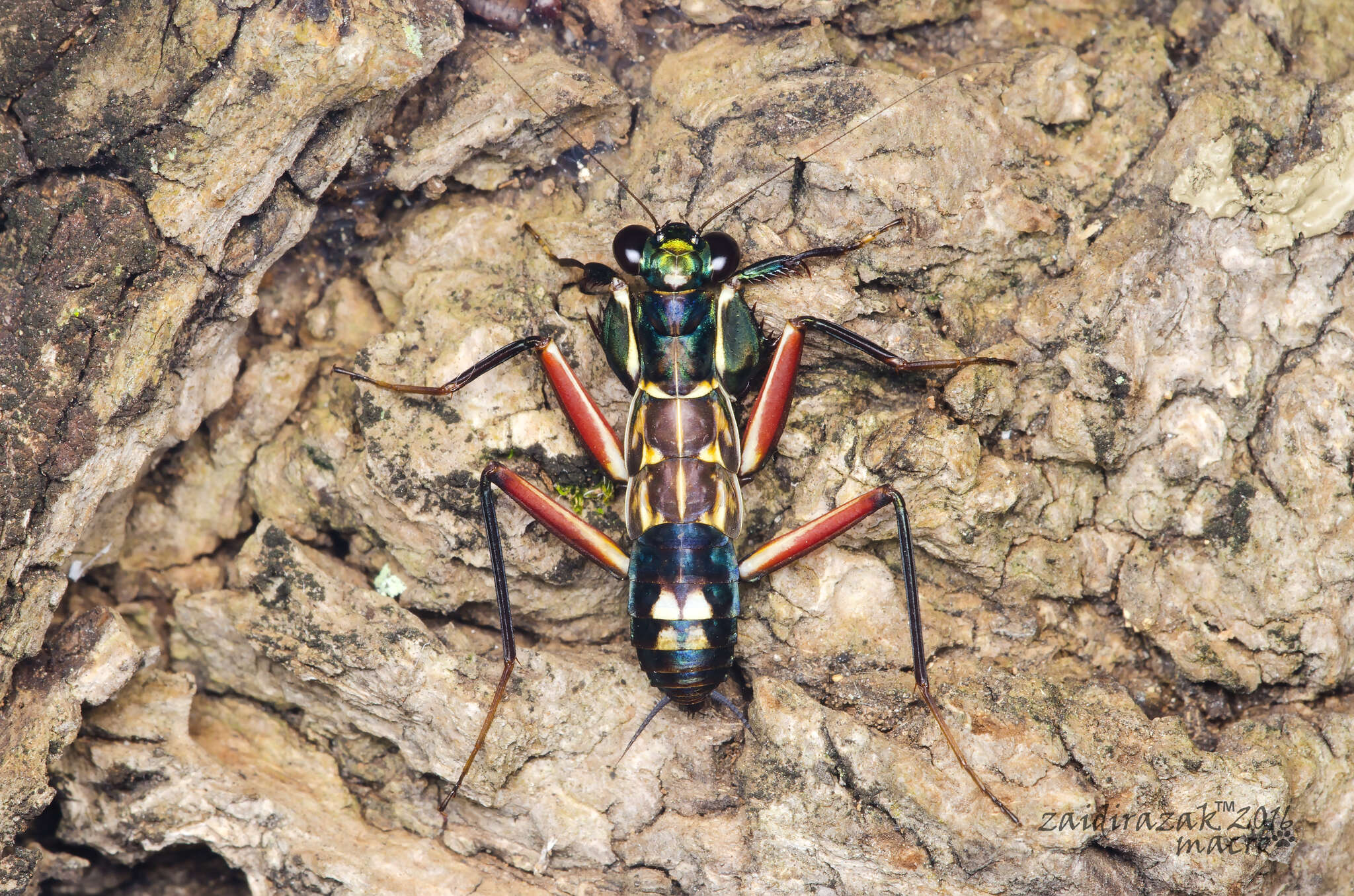 Image of Metallyticus splendidus Westwood 1835