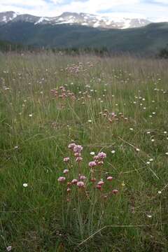 Image of Armeria maritima subsp. andina (Poeppig ex Boiss.) D. M. Moore & Yates