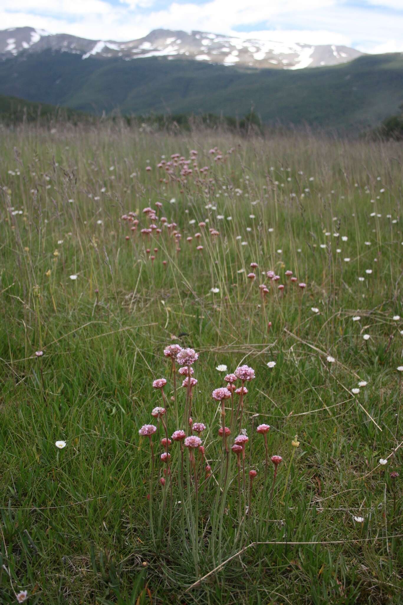 Image of Armeria maritima subsp. andina (Poeppig ex Boiss.) D. M. Moore & Yates