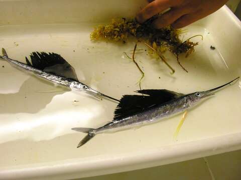 Image of Indo-Pacific sailfish