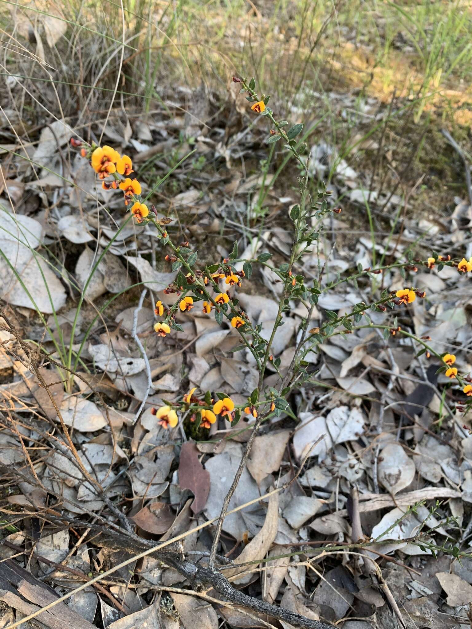 Image of <i>Daviesia ulicifolia</i> subsp. <i>ruscifolia</i>