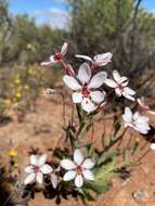 Image of Lapeirousia verecunda Goldblatt