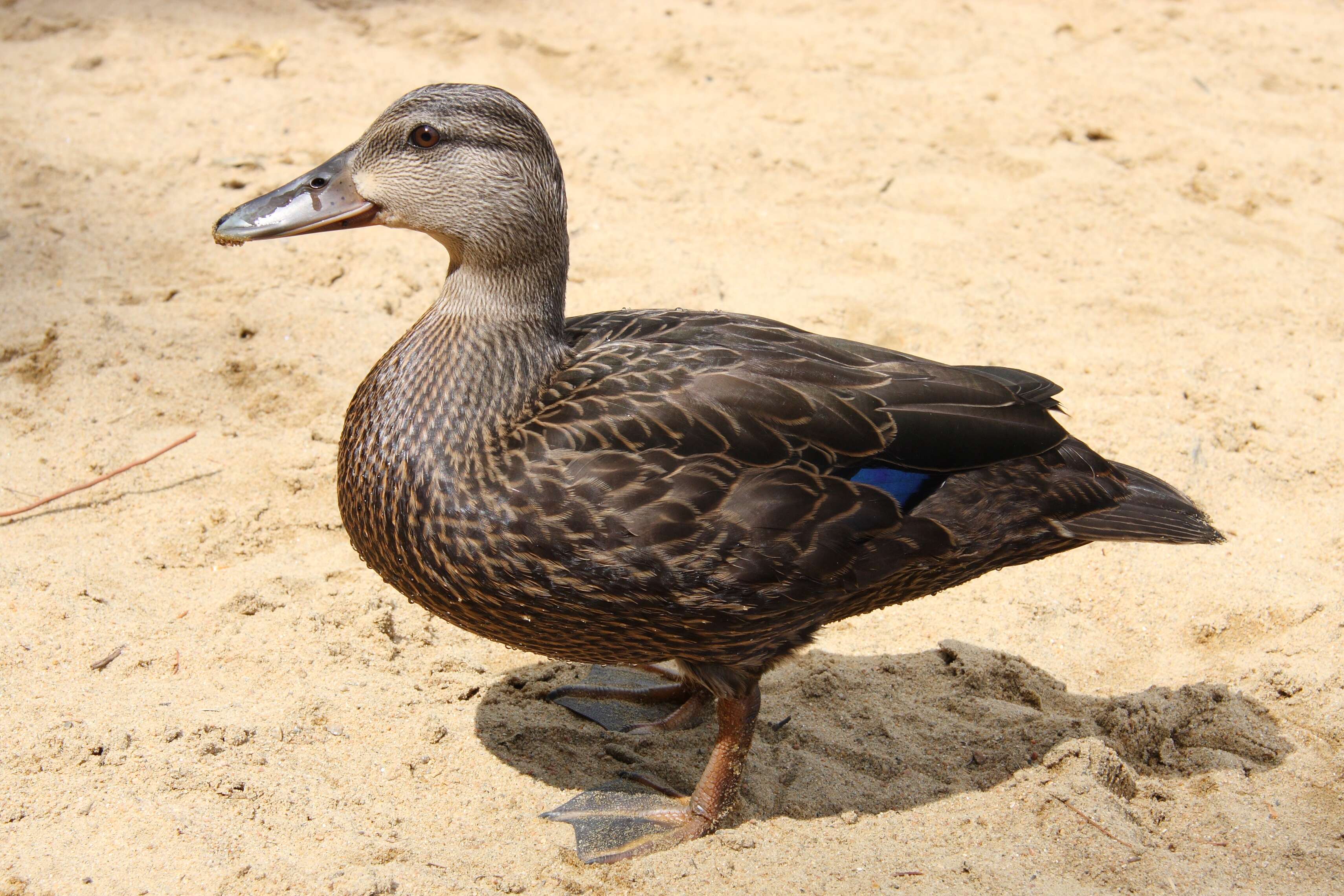 Image of American Black Duck