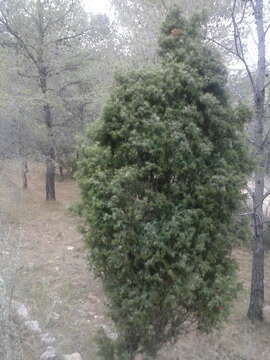 Sivun Juniperus oxycedrus subsp. oxycedrus kuva